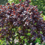 Lieska obyčajná (Corylus avellana) ´RED MAJESTIC´ - výška 140-150 cm, kont. C7,5L